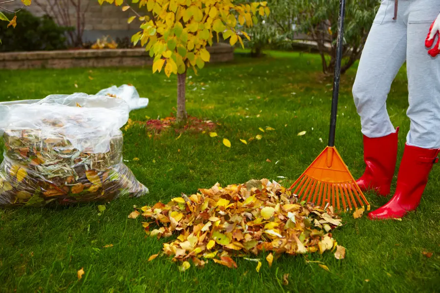 Superior Yard Cleanup Worcester, MA